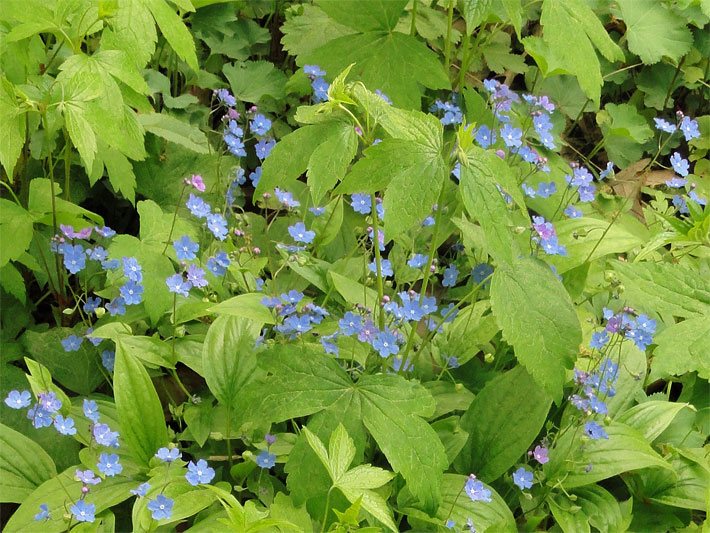 Blau-violette Blüten von einem Kaukasus-Gedenkemein an einem Bachlauf