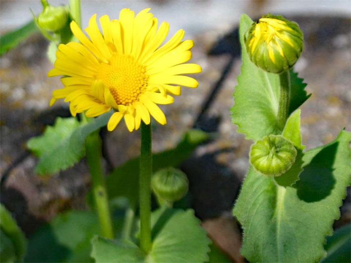 Leuchtend gelbe Blüte einer Kaukasus-Gemswurz, botanischer Name Doronicum caucasicum