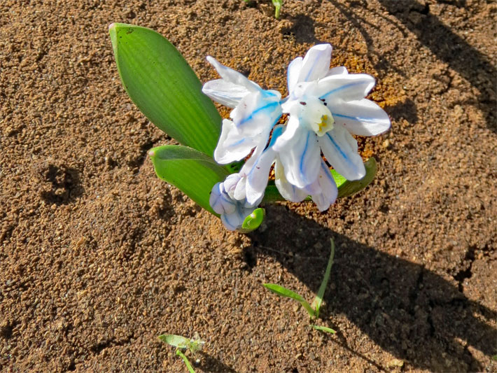 Blühende Kegelblume oder Puschkinie, botanischer Name Puschkinia scilloides, mit weißen Blüten und blauen Längsstreifen in einem Stauden-Beet