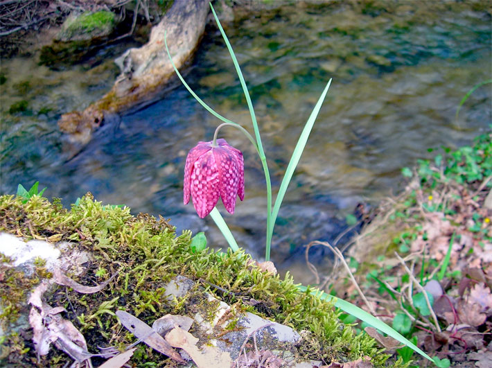 Purpur-rote Blüte mit weißen Punkten einer Schachbrettblume mit hellgrünem Moos an einem Bachlauf im Garten, die auch Kiebitzei oder Schachblume genannt wird, botanischer Name Fritillaria meleagris