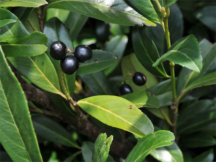 Reife, schwarze Früchte und grüne Blätter einer Lorbeerkirsche / Kirschlorbeer, botanischer Name Prunus laurocerasus