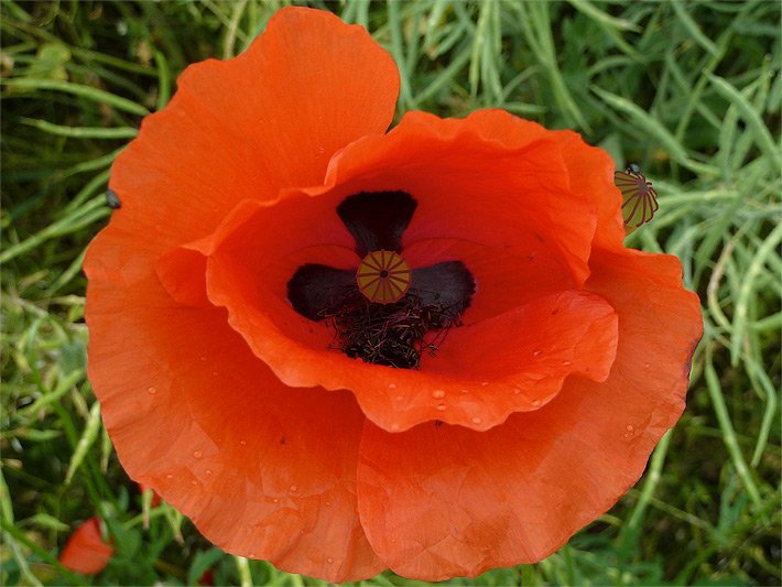 Orange-rot blühender Klatschmohn mit um die gemusterte dunkle Kapselfrucht angeordnete Blütenblätter im Garten