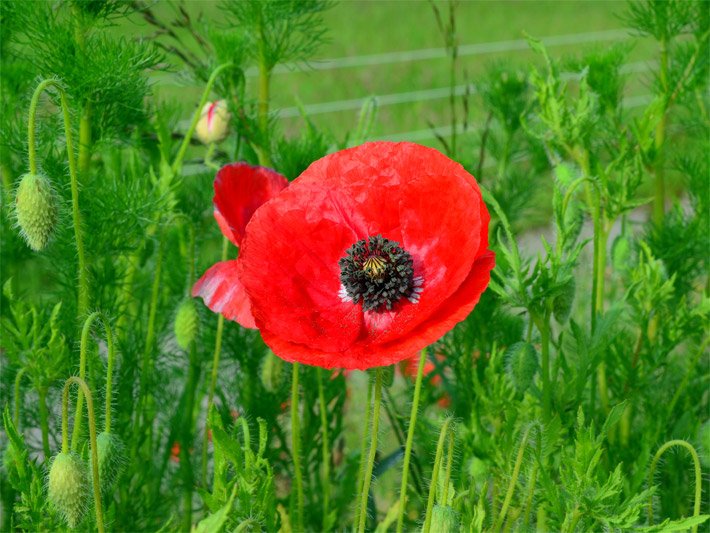 Klatschmohnwiese mit orange-rot geöffneten Scheiben-Blüten und geschlossenen Blütenknospen