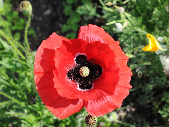 Blüte einer Klatschrose, auch Klatschmohn oder Mohnblume, botanischer Name Papaver rhoeas, auf einer Wiese mit orange-scharlachroten Blütenblättern und mittiger Kapselfrucht 