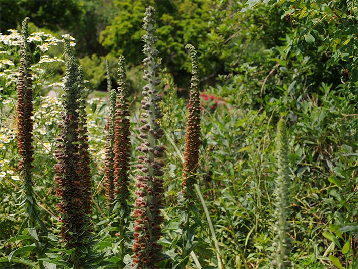 Mehrere Pflanzen vom Kleinblütigen Fingerhut, botanischer Name Digitalis parviflora, mit kerzenförmigen, rost-braunen Blüten