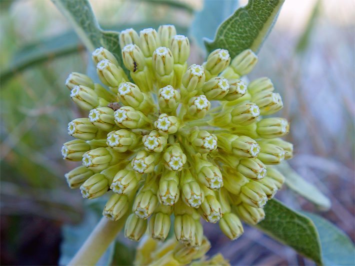 Straussförmig angeordnete hellgrüne Klemmfallen-Blüten einer Kleinen Grünen Seidenpflanze, botanischer Name Asclepias viridiflora, mit gut erkennbarem Klemm-Mechanismus