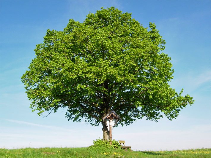 Freistehende kleine Linde im Sommer auf dem Land in Bayern mit Baum-Sitzbank und Marterl