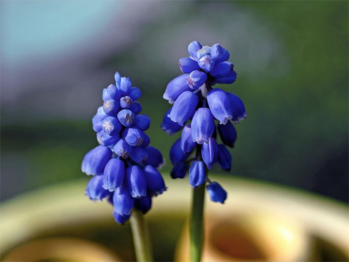 Violette Blüte einer Kleinen Traubenhyazinthe, botanischer Name Muscari botryoides