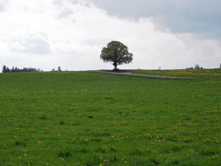 Kleiner heimischer Laubbaum im Frühling vor dem Dorf Hohendilching bei Valley in Oberbayern