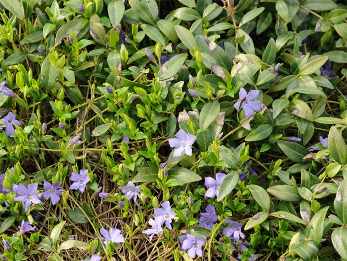 Kleines Immergrün, botanischer Name Vinca minor, blass-violett blühend auf einer Garten-Wiese
