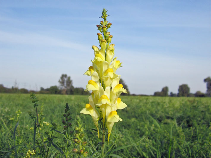 Echtes Leinkraut (Kleines Löwenmaul, Frauenflachs), botanischer Name Linaria vulgaris, mit gelben, dunkelgelb gepunkteten Lippen-Blüten auf einer Wiese 