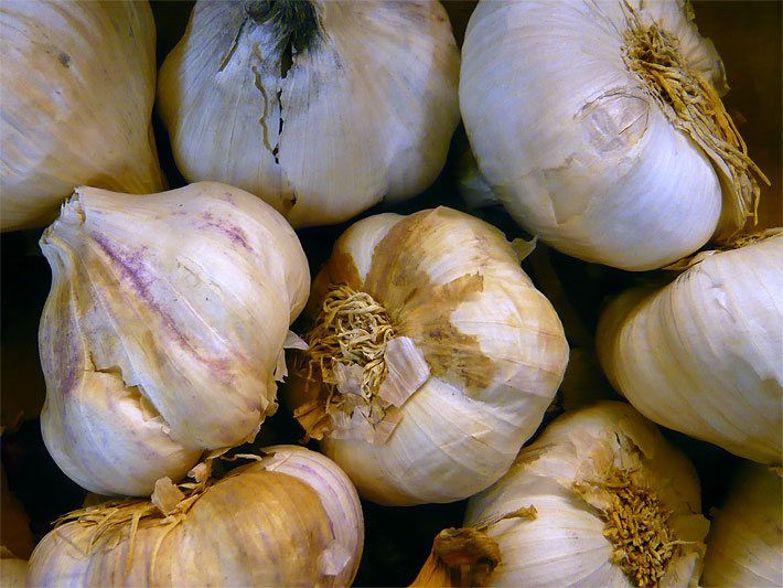 Knoblauch-Zwiebeln nach dem Ernten in einer Gemüse-Kiste eines Bio-Supermarktes