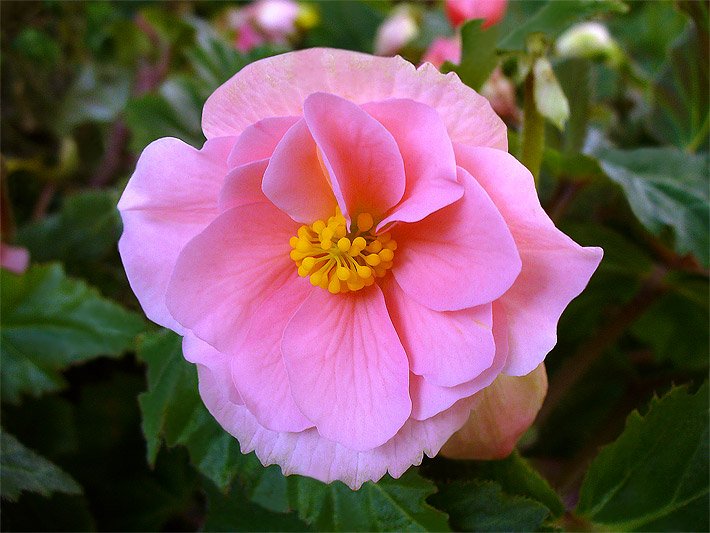 Rosa Blüte von einer Knollenbegonie, botanischer Name Begonia x tuberhybrida, in einem Blumenkasten auf dem Balkon