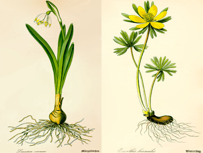 Botanische Illustration einer Zwiebel von einem Märzenbecher (Leucojum vernum), auch Frühlings-Knotenblume, und einer Speicher-Knolle von einem Winterling (Eranthis hyemalis) aus dem Buch von Prof. Dr. Otto Wilhelm Thomé - Flora von Deutschland, Österreich und der Schweiz - von 1885, Gera, Deutschland