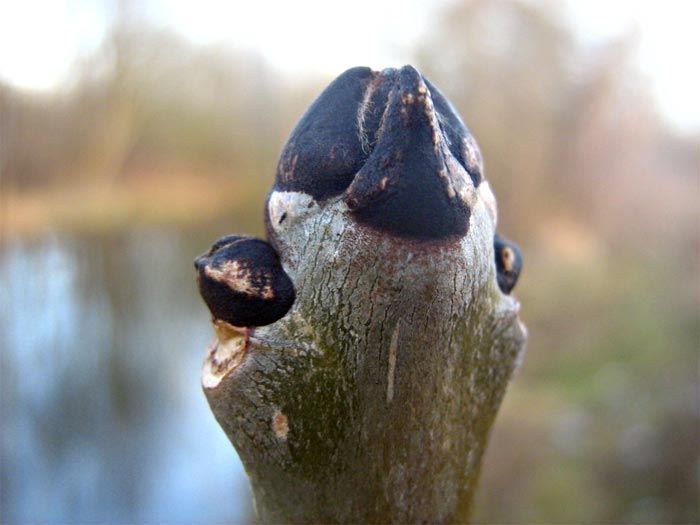 Knospen von einer Gemeinen Esche