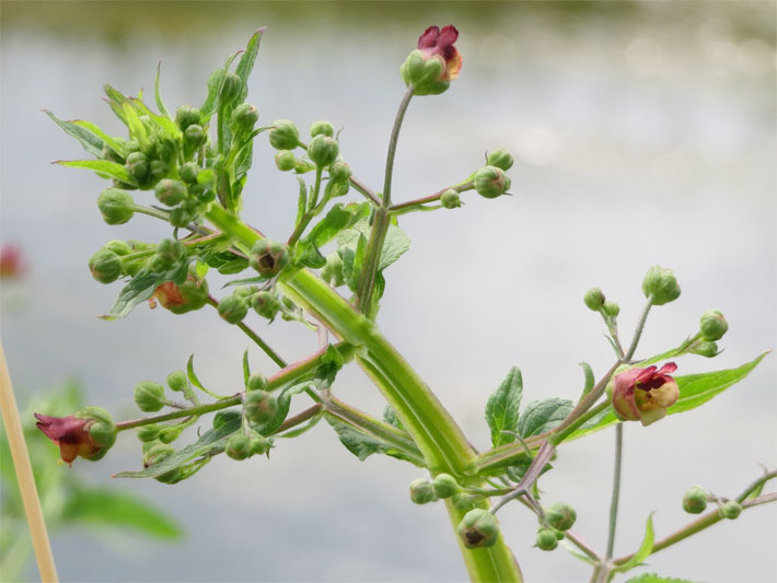 Rachenblüten mit grüner Blüten-Farbe und rotbrauner Krone einer Knotigen / Knoten-Braunwurz, botanischer Name Scrophularia nodosa