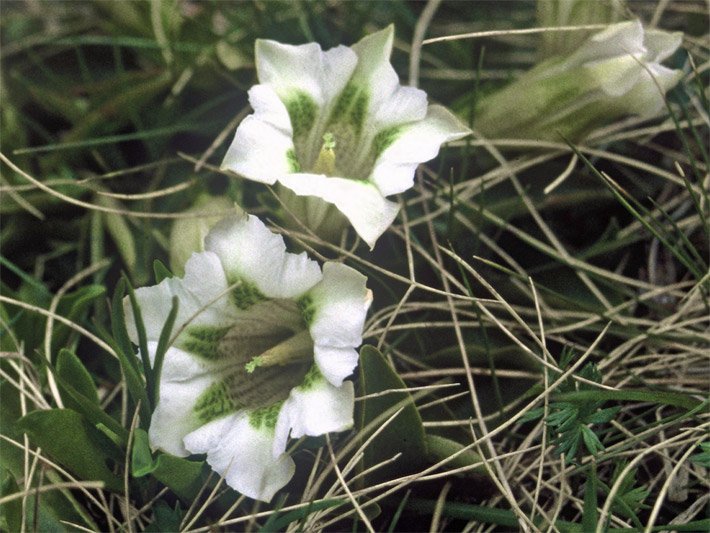 Trichterblüten von einem Kochschen Enzian, botanischer Name Gentiana acaulis, mit weißer Blüten-Farbe in einem Steingarten