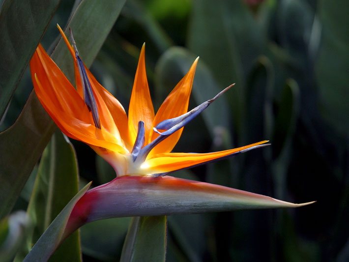 Leuchtend orange bis gelb blühende Königs-Strelitzie, auch Paradiesvogelblume, botanischer Name Strelitzia reginae