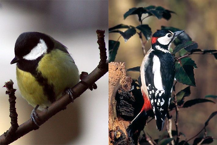 Kohlmeise (Parus major) und Buntspecht (Dendrocopos major) jeweils auf einem Ast