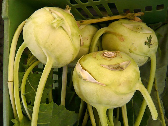Hellgrüne Kohlrabi-Knollen mit Blätter-Austrieben in Bio-Qualität in einer Gemüse-Kiste