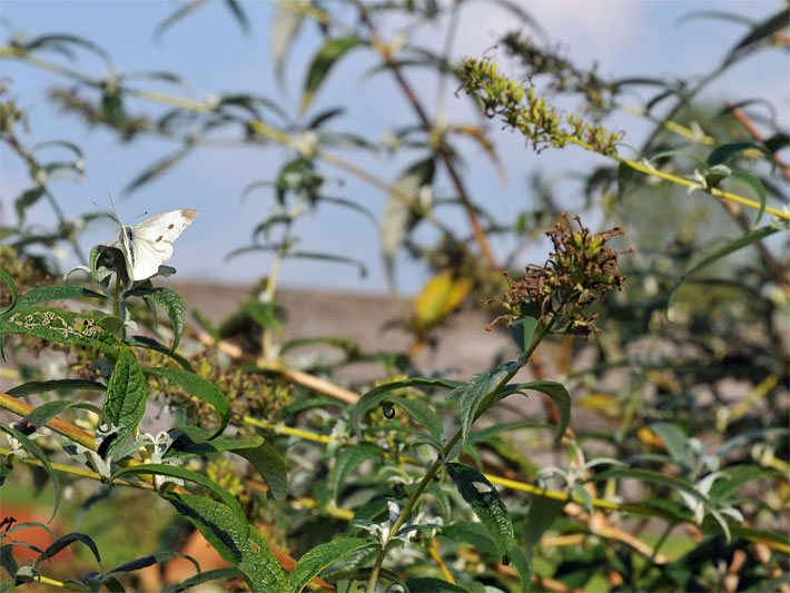 Verblühter Schmetterlingsflieder mit einem Kohlweißling-Schmetterling im Spätsommer