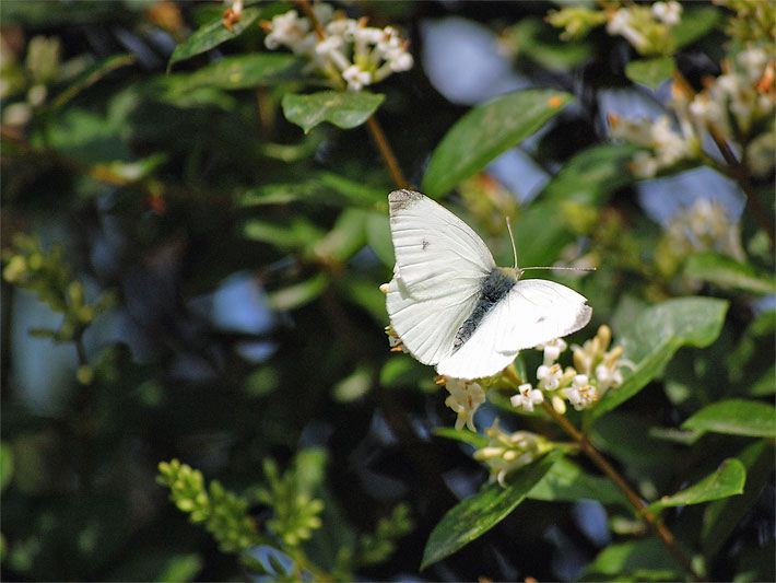Kleiner Kohlweißling auf einer weißen Strauch-Blüte