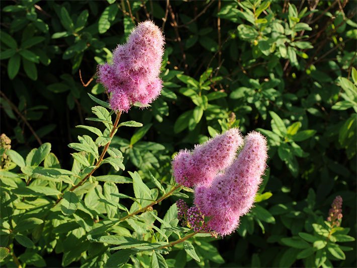 Rosa-violette Blüten einer blühenden Kolbenspiere der Sorte Triumphans, botanischer Name Spiraea billardii