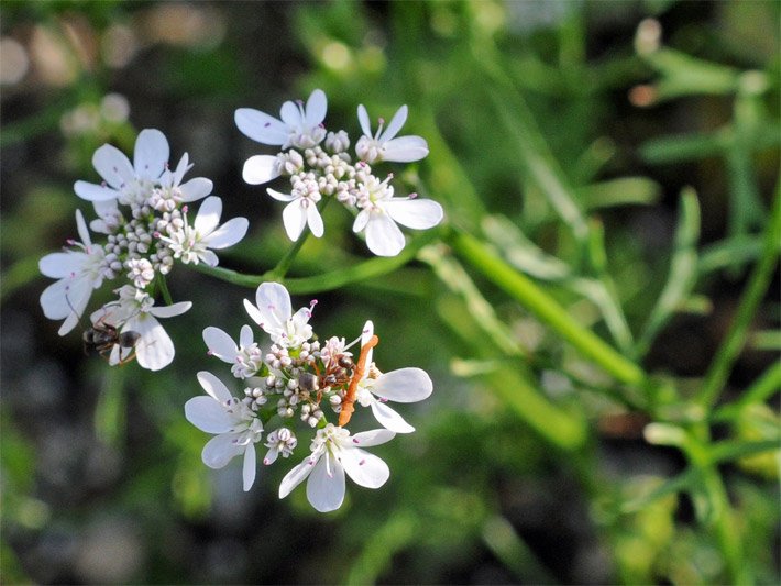 Weiße Korianderblüten, botanischer Name Coriandrum sativum, mit drei- bis fünfstrahligem, doppeldoldigem Blütenstand