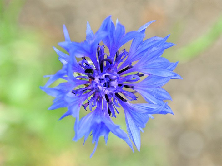 Blau-violette Kornblumenblüte, botanischer Name Cyanus segetum oder Centaurea cyanus
