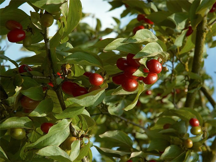 Äste mit roten Kirsch-Früchten von einer Kornelkirsche, botanischer Name Cornus mas