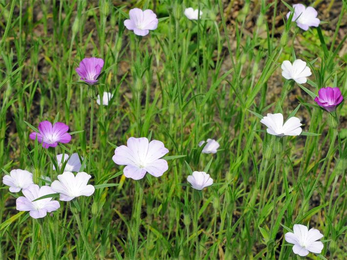Blumenbeet mit einer Kornrade-Aussaat, botanischer Name Agrostemma githago, purpurfarben blühend und mit einer weißen Sorte