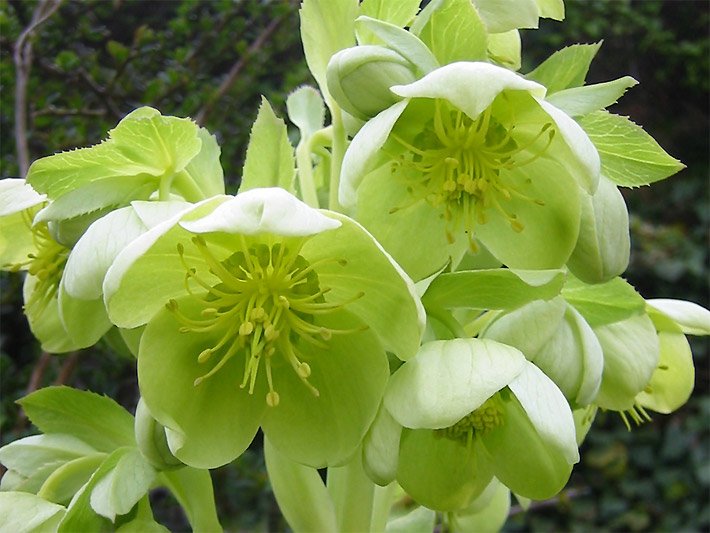 Hellgrün bis grün blühende Korsische Nieswurz, botanischer Name Helleborus argutifolius, mit Becherblüten auf einer Garten-Wiese