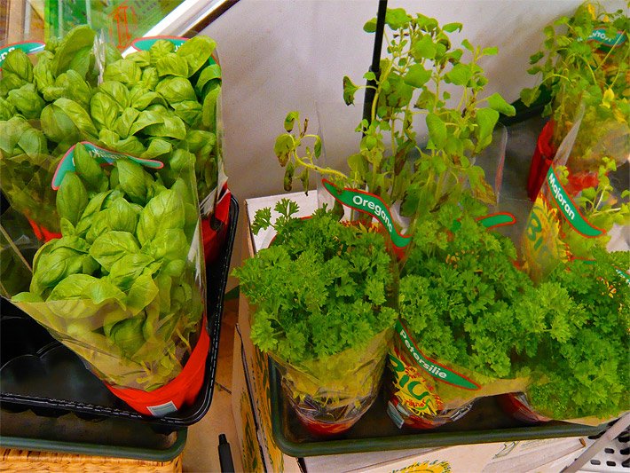 Bio-Kräuterpflanzen in Töpfen mit Basilikum, Majoran, Oregano und Petersilie