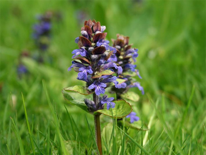 Dunkel-violette Blüte von einem Kriechenden Günsel, botanischer Name Ajuga reptans, auf einer Wildblumenwiese