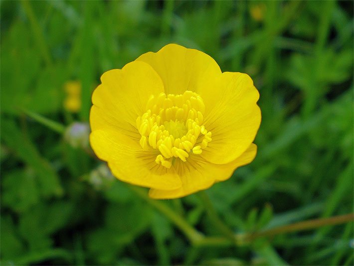 Langanhaltende, gelbe Blüte von einem Kriechenden Hahnenfuß, botanischer Name Ranunculus repens, auf einer Wiese