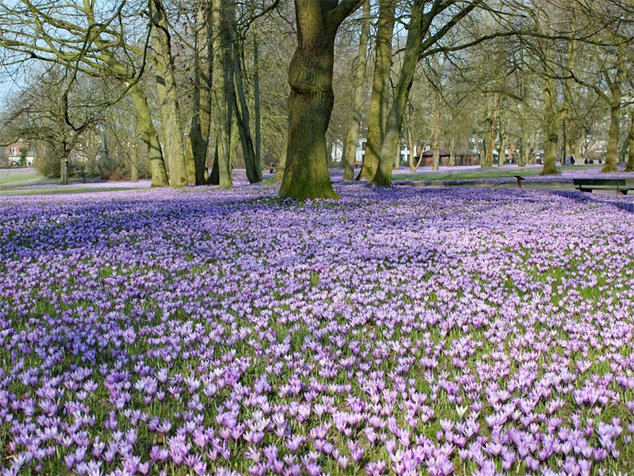 Krokusblüte im Schloßpark vom Schloss vor Husum mit violett blühenden Neapel-Krokussen, botanisch Crocus napolitanus