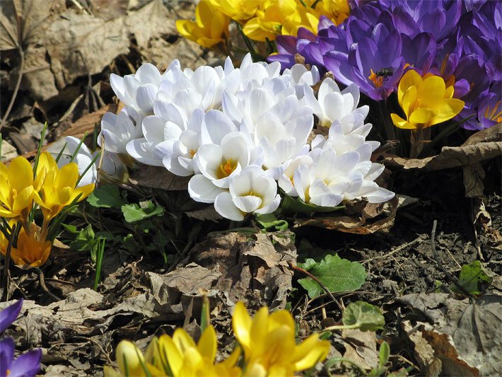 Buntes Krokus-Blumenbeet, botanisch Crocus, im Frühling