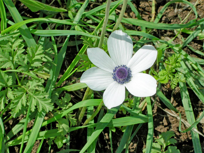 Weiße Blüte einer Kronen-Anemone (Anemone coronaria) in einem Garten-Beet