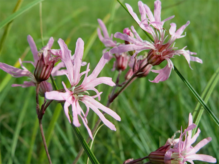 Rosa-rote Blüten einer Kuckucks-Lichtnelke, botanisch Lychnis flos-cuculi oder Silene flos-cuculi, auf einer Feuchtwiese