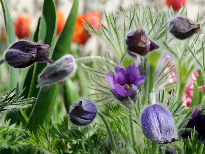 Verschiedene noch hängende und sich bereits aufrichtende Trichterblüten von einer Küchenschelle bzw. Kuhschelle, botanischer Name Pulsatilla vulgaris, mit purpurner Blüten-Farbe in einem Blumenbeet