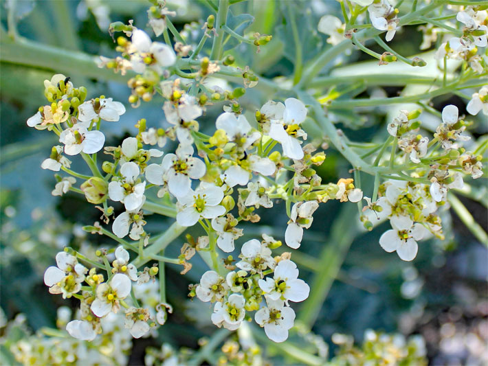 Weiße Tellerblüten von einem Küsten-Mehrkohl, botanischer Name Crambe maritima