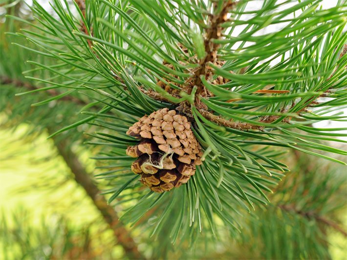 Reifer Zapfen einer Küstenkiefer bzw. Drehkiefer Pinus contorta