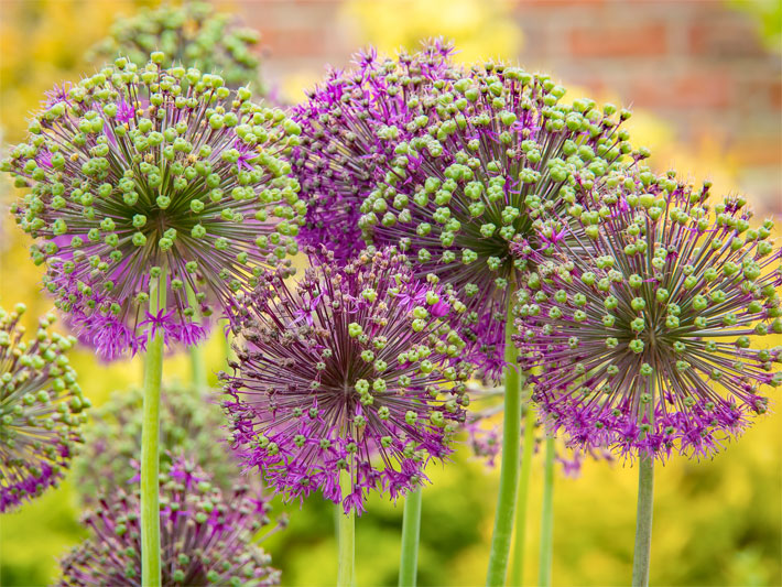 Kugelförmige Blüten von einem Kugel-Zierlauch bzw. einer Sorte vom Riesenlauch, botanischer Name Allium giganteum, mit grünen und dunkel-violetten Blütenenden