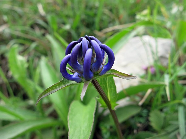 Blau-lila farbene krallenartige Bürsten-Blüte einer Kugeligen Teufelskralle, botanischer Name Phyteuma orbicularem, auf einem Magerrasen