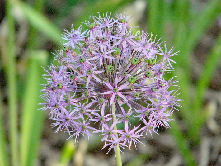 Blass-violett blühender Kugellauch oder Zierlauch, botanischer Name Allium, mit kugelförmiger Blüte