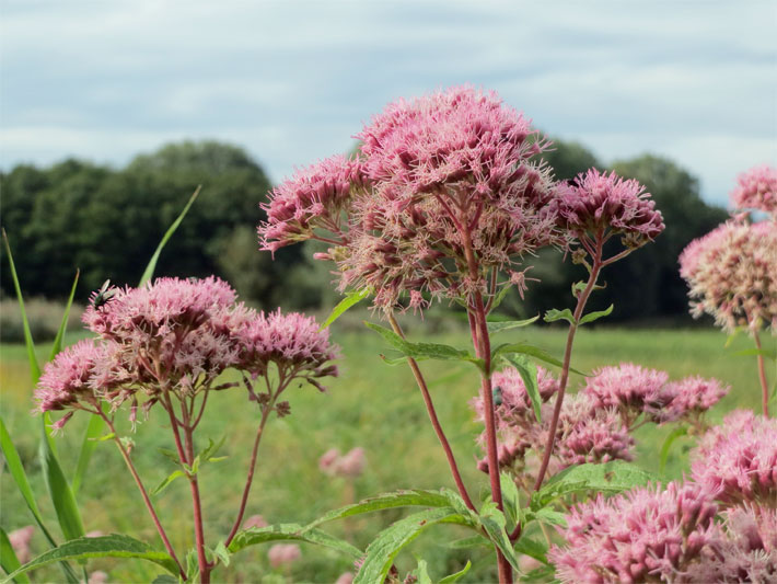 Rosa-violette Blüten von einem Kunigundenkraut oder Gewöhnlichen Wasserdost, botanischer Name Eupatorium cannabinum, auf einer Wiese mit bestäubender Fliege