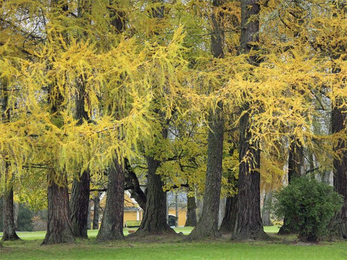 Eine Baumreihe mit Europäischen Lärchen in einem Villen-Garten mit gelber Herbstfärbung im Herbst