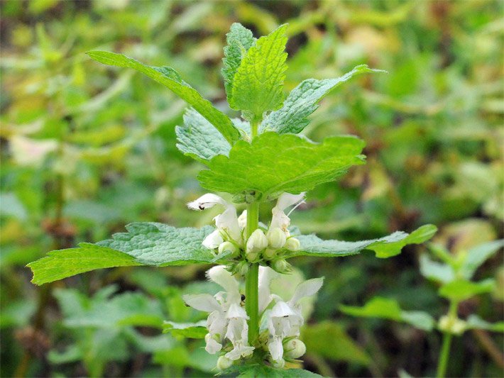 Blühende Weiße Taubnessel, botanischer Name Lamium album, mit Lippen-Blüten auf einer Wiese