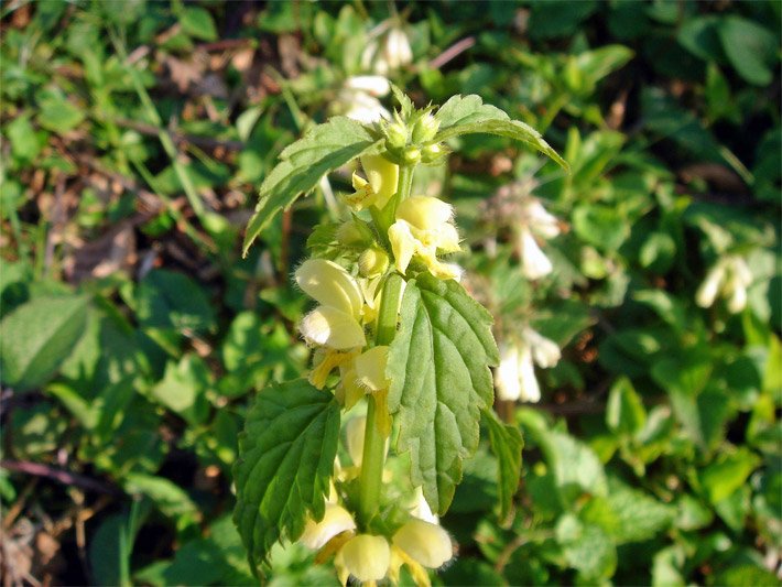 Lippenblüten mit gelber Blüten-Farbe einer Gewöhnlichen Goldnessel (Gold-Taubnessel), botanischer Name Lamium galeobdolon, mit grünen Blättern im Wald