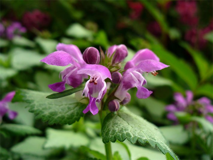 Purpur-farbene Blüte von einer Gefleckten Taubnessel, botanischer Name Lamium maculatum, mit purpur-weiß gefleckter Unterlippe